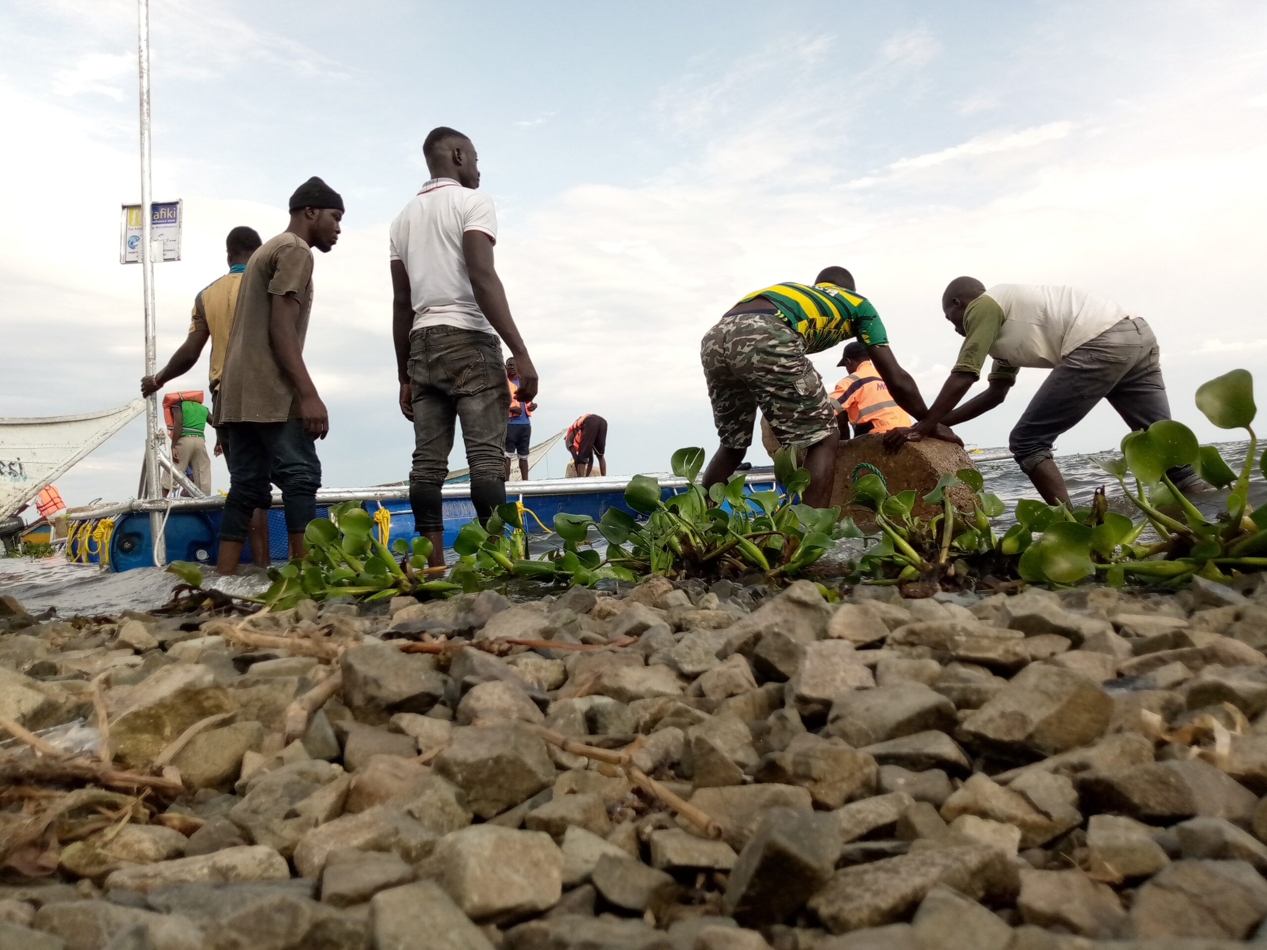 Why Tilapia Reigns Supreme in Aquaculture