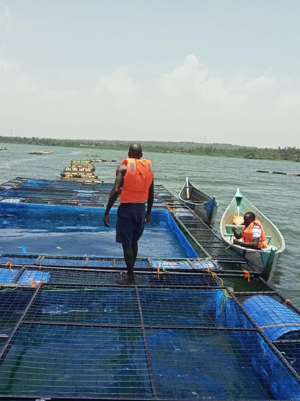 Why we specialize in supplying high-quality Tilapia fingerlings bred under optimal hatchery conditions.